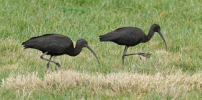 Glossy-Ibises.jpg