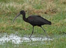 Glossy-Ibis~0.jpg