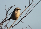 Great-Grey-Shrike.jpg