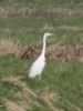 Great-White-Egret-1.jpg