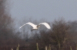 Great-White-Egret.jpg