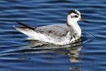 Grey-Phalarope.jpg