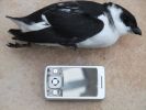 Little-Auk.jpg