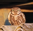 Little-Owl2.jpg