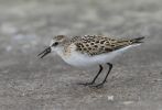 Little-Stint-2.jpg