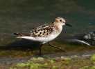 Little-Stint-juv.jpg