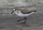 Little-Stint.jpg