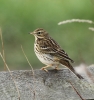 Meadow-Pipit2.jpg