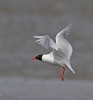 Mediterranean-Gull.jpg