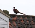 Pheasant-on-roof.jpg