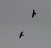 Ravens-at-Don-on-B3.jpg