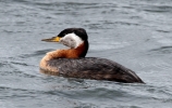 Red-necked-Grebe-2.jpg