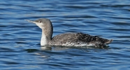 Red-throated-Diver.jpg