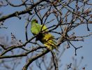 Ring-necked_Parakeet.jpg