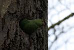 Ring-necked_Parakeet_2.jpg