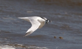 Sandwich-Tern.jpg