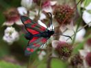 Six-spot-Burnet.jpg