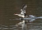 Smew.jpg