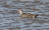 Spotted_redshank1.jpg