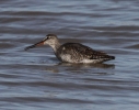 Spotted_redshank~0.jpg