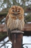 Tawny-Owl.jpg