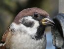 Tree-Sparrow.jpg