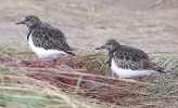 Turnstones2C_Alan_Dale.jpg