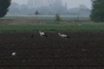 White-Storks.jpg