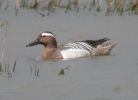 Garganey (1).jpg