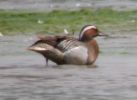 Garganey (2)med.jpg