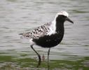 Grey Plover (11)med.jpg