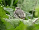 Grey Wagtail (30)med.jpg