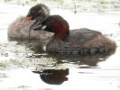 Little Grebe (9)med.jpg