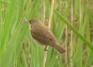 Reed Warbler (1)med.jpg