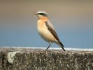 Wheatear (1)med.jpg