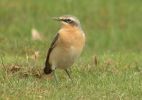 Wheatear (7)med.jpg