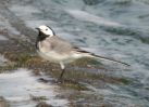 White Wagtail (1)med.jpg