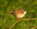 Whitethroat (2)med.jpg