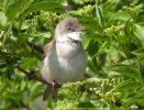 Whitethroat (5)med.jpg