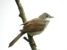 Whitethroat (8)med.jpg