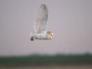 barnowl2m.jpg