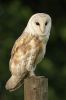 Barn_owl_058_LR.jpg