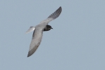 Black_Tern_033LR.jpg