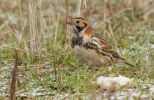 Lapland_Bunting_LR.jpg