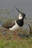 Lapwing_LR~0.jpg