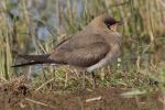 Or_Pratincole_01.jpg