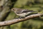 Pied_fly_001LR.jpg