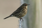 Rock_Pipit_LBC.jpg