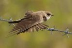 Sand_Martin_(21)LR.jpg