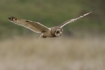 Short-eared_Owl_LBC(10).jpg